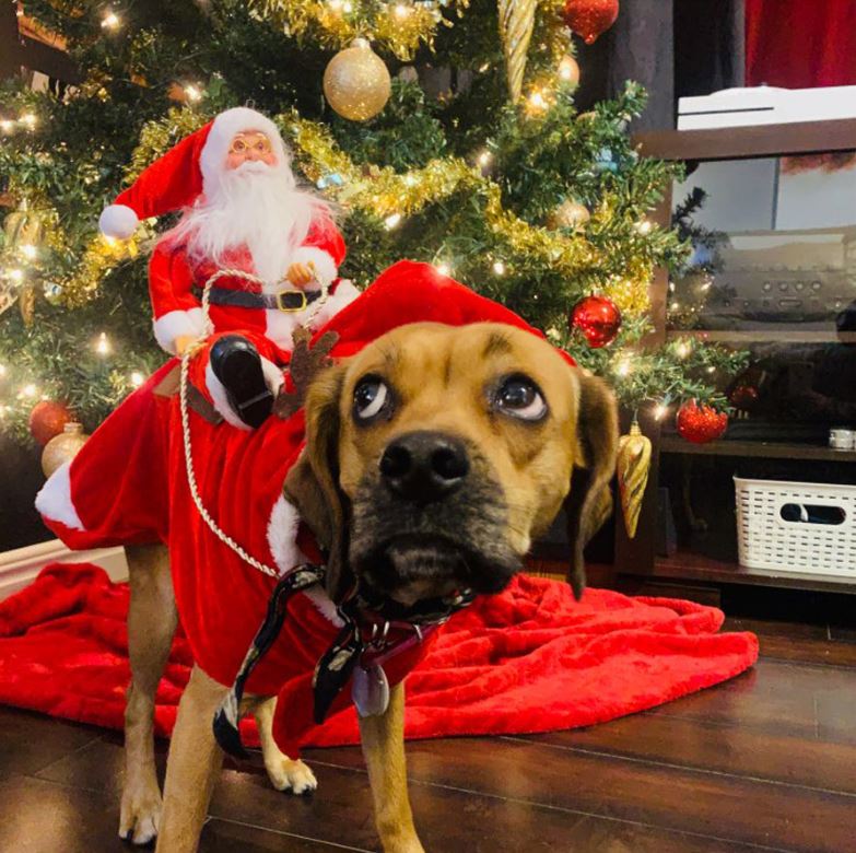 Pet Christmas costume