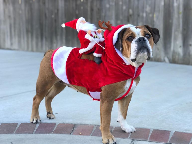 Pet Christmas costume