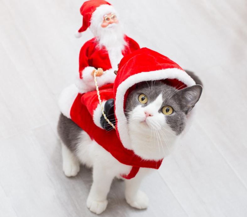 Pet Christmas costume