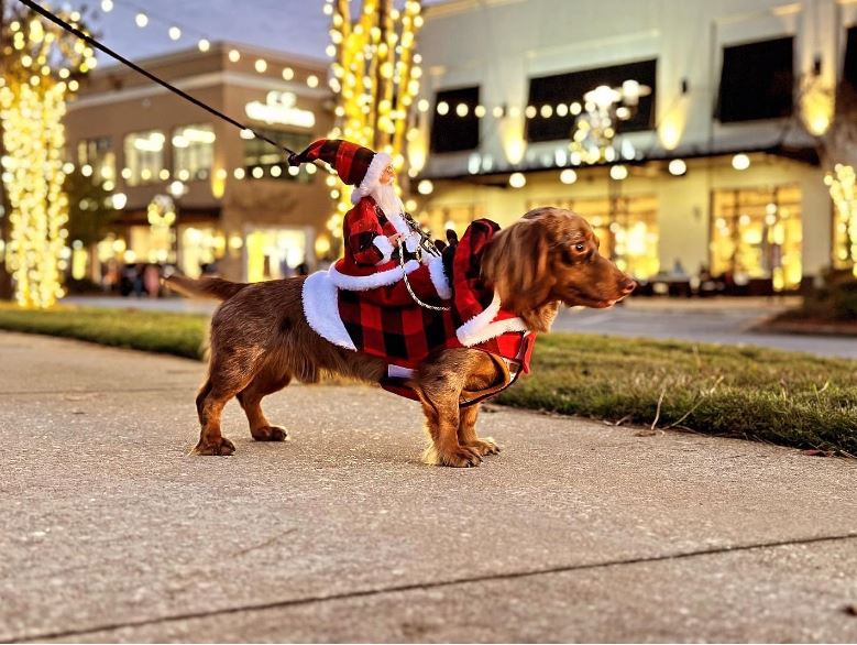 Pet Christmas costume