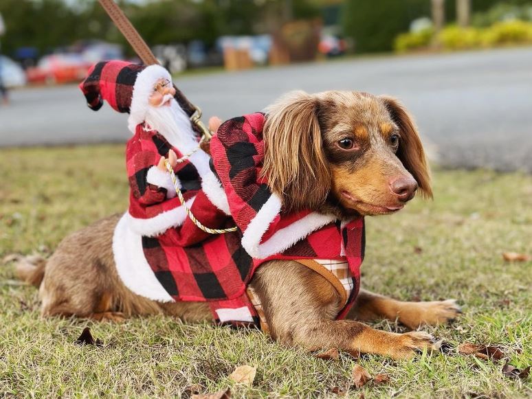 Pet Christmas costume