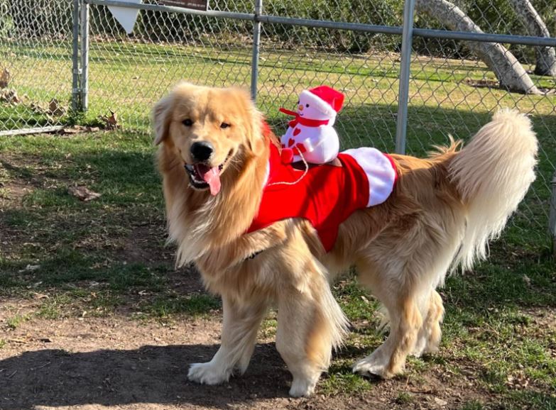 Pet Christmas costume